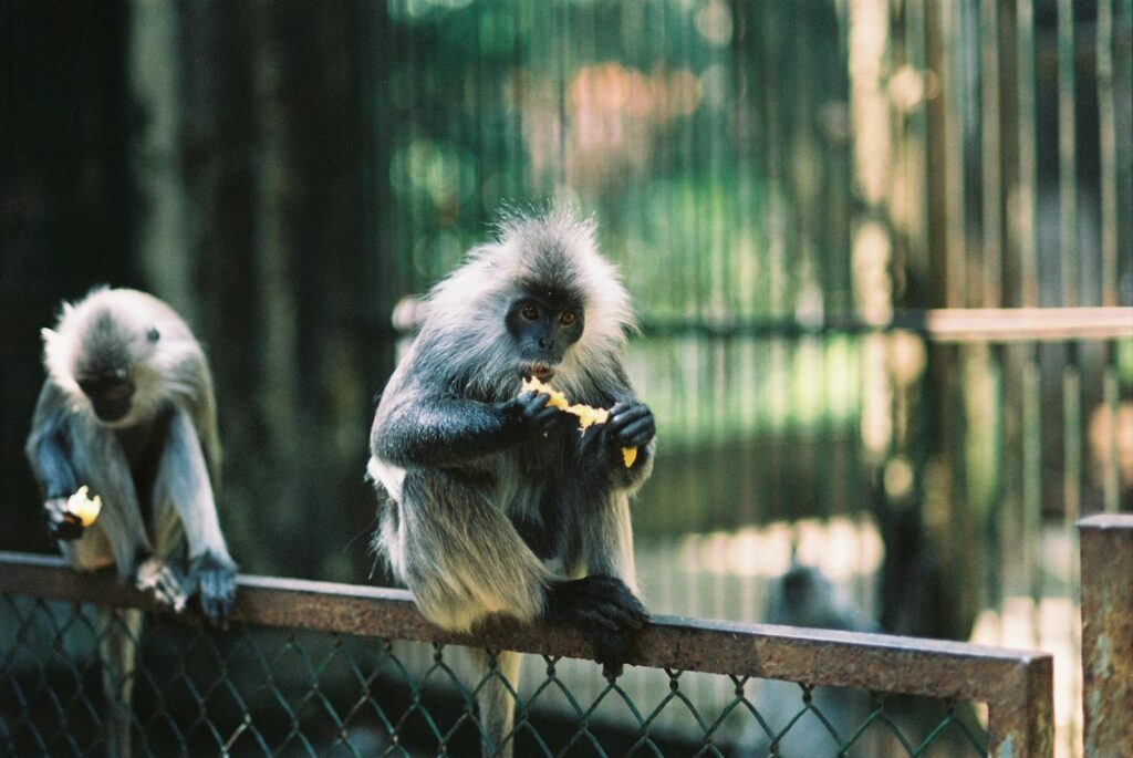 Two langurs sitting on a fence in a zoo, enjoying their meal in Ho Chi Minh City.