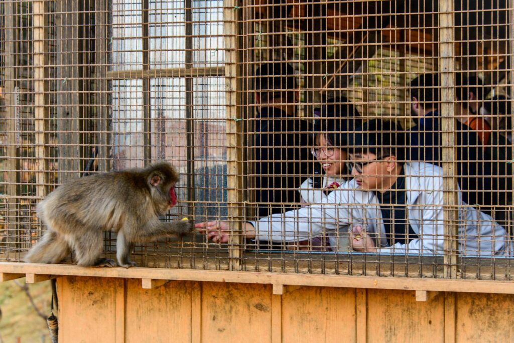 Visitors feeding a Japanese macaque through a cage at a wildlife park in Kyoto, Japan.