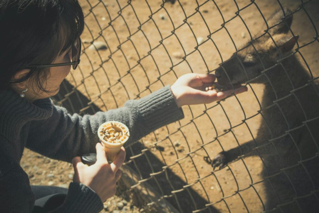 A woman feeds a kangaroo through a fence at a zoo, enjoying a sunny day.