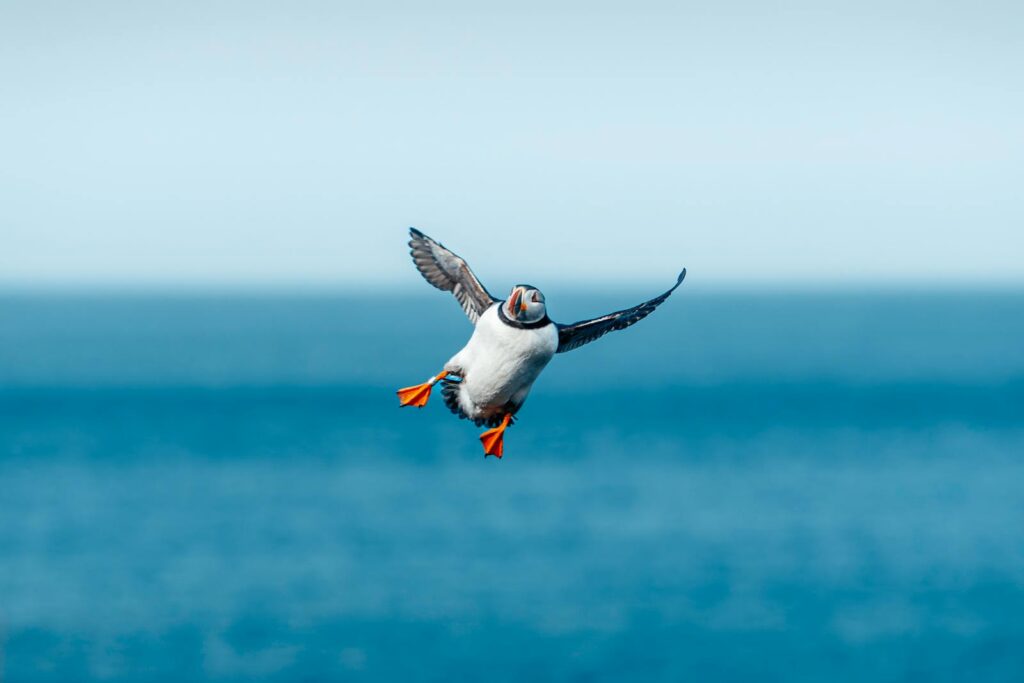 Free stock photo of atlantic puffin