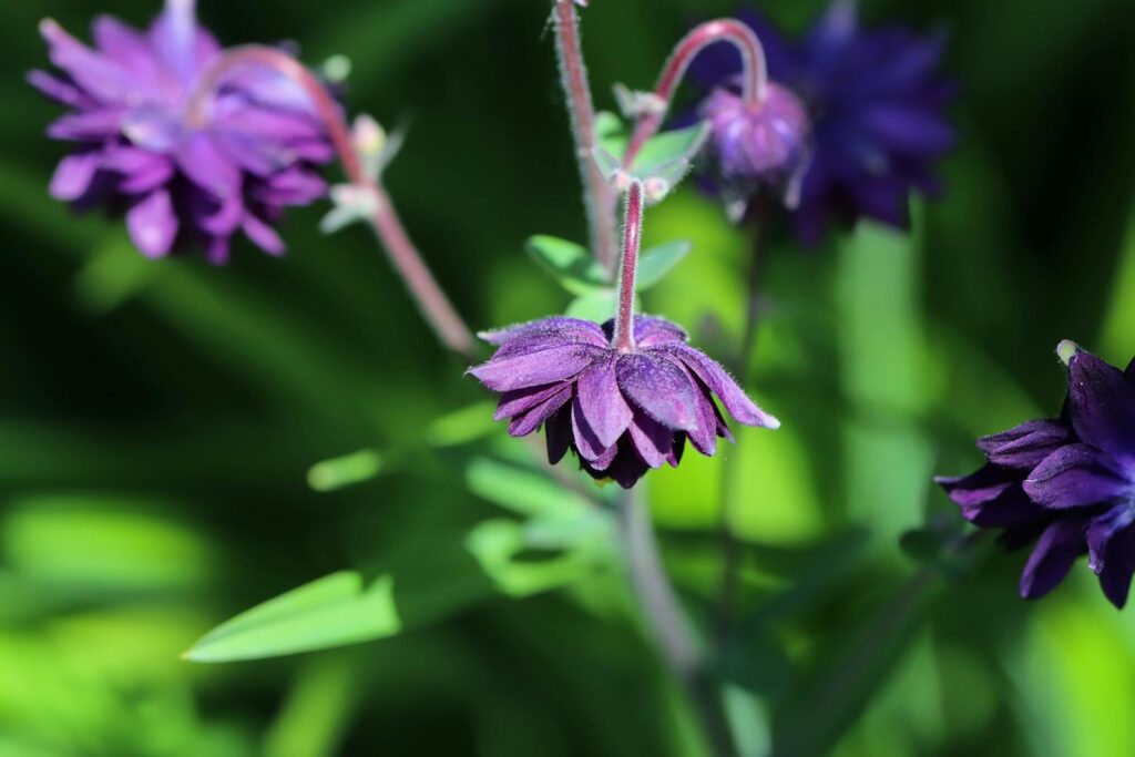 Close-up of purple columbine flowers in a lush garden setting.