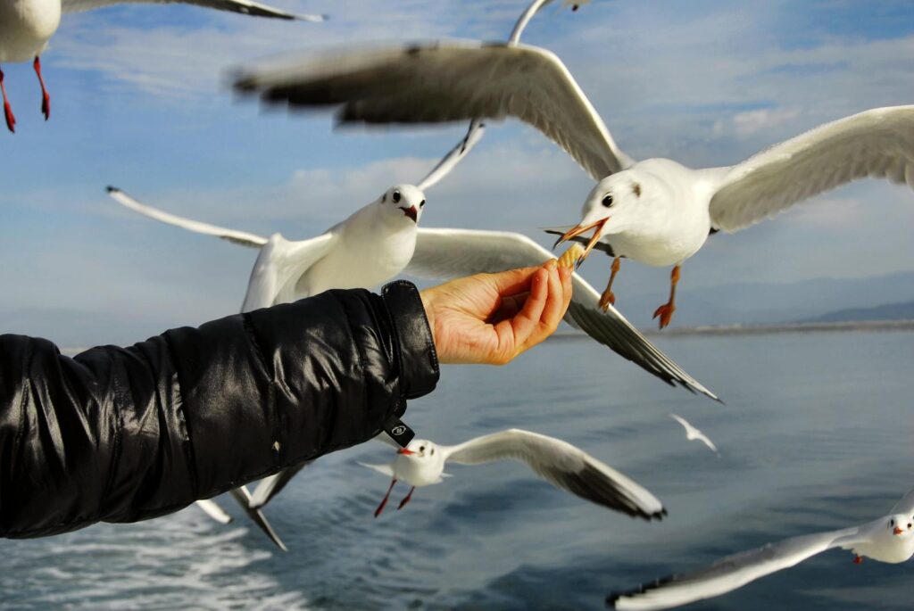 Close-up of a person feeding seagulls in flight over the ocean on a clear day.