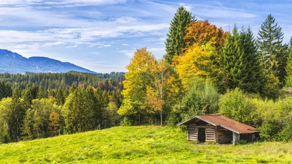 Charming wooden hut nestled in a vibrant autumn forest with colorful foliage and lush greenery.