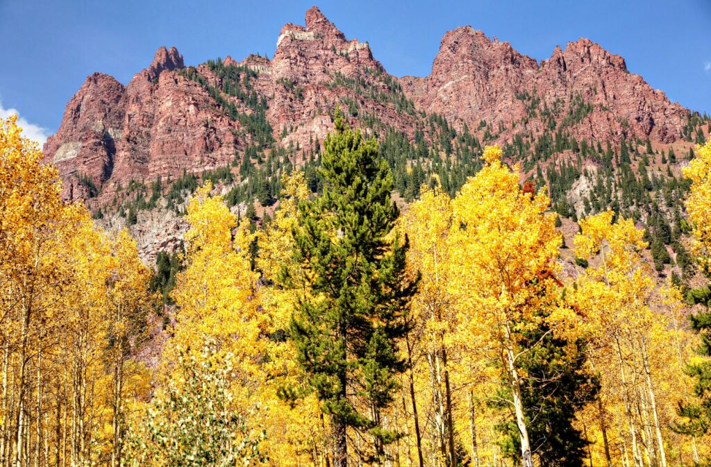 a forest filled with lots of yellow and green trees