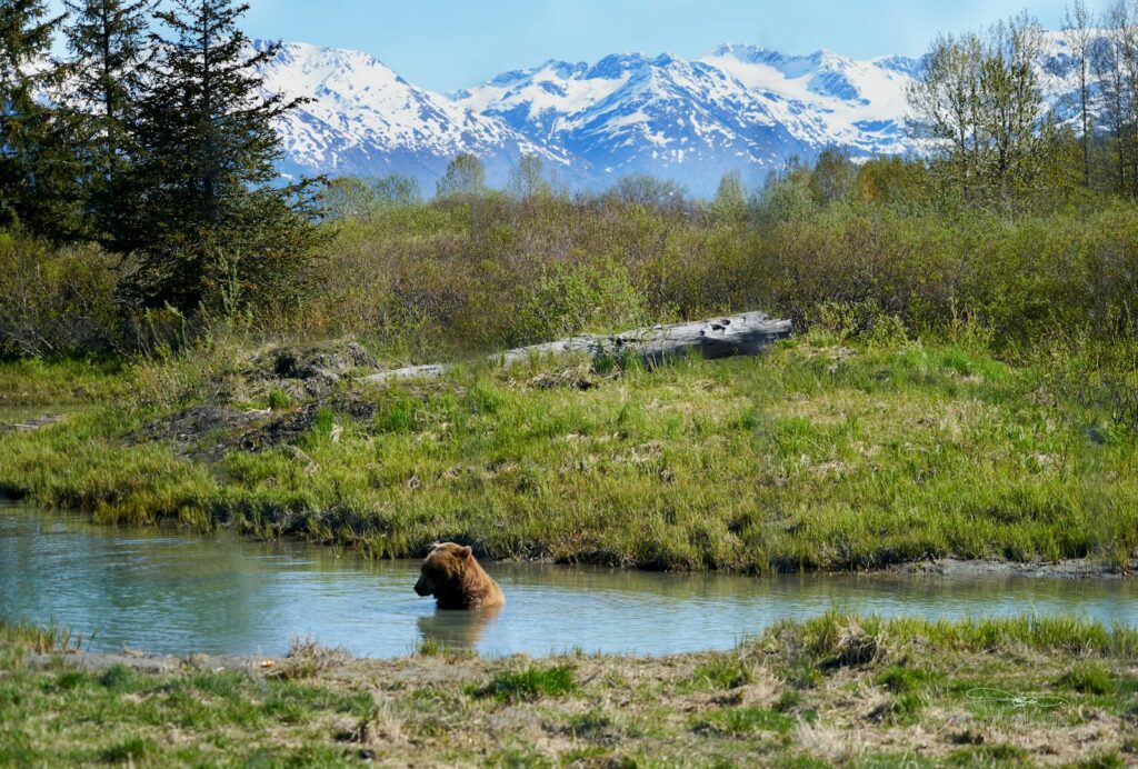 Grizzly bear wading in a stream, surrounded by Alaskan wilderness and snow-capped mountains.