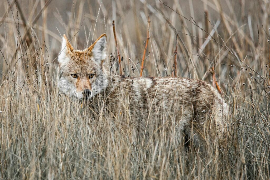 A coyote blends into the grassland, showcasing its adaptability and stealth in the wild.
