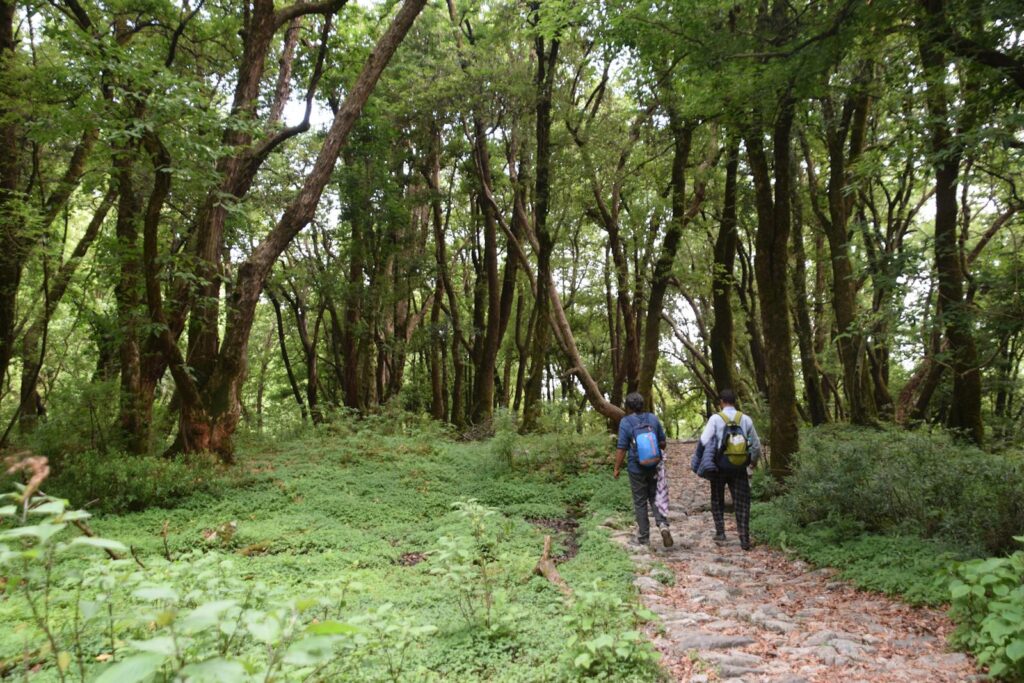Two hikers exploring a green forest trail in Rudra Nath, India, surrounded by towering trees.