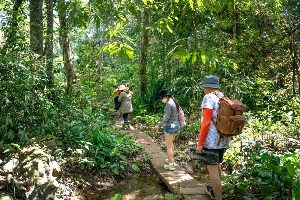 Group of hikers walking through a dense green forest on a narrow pathway on a sunny day.