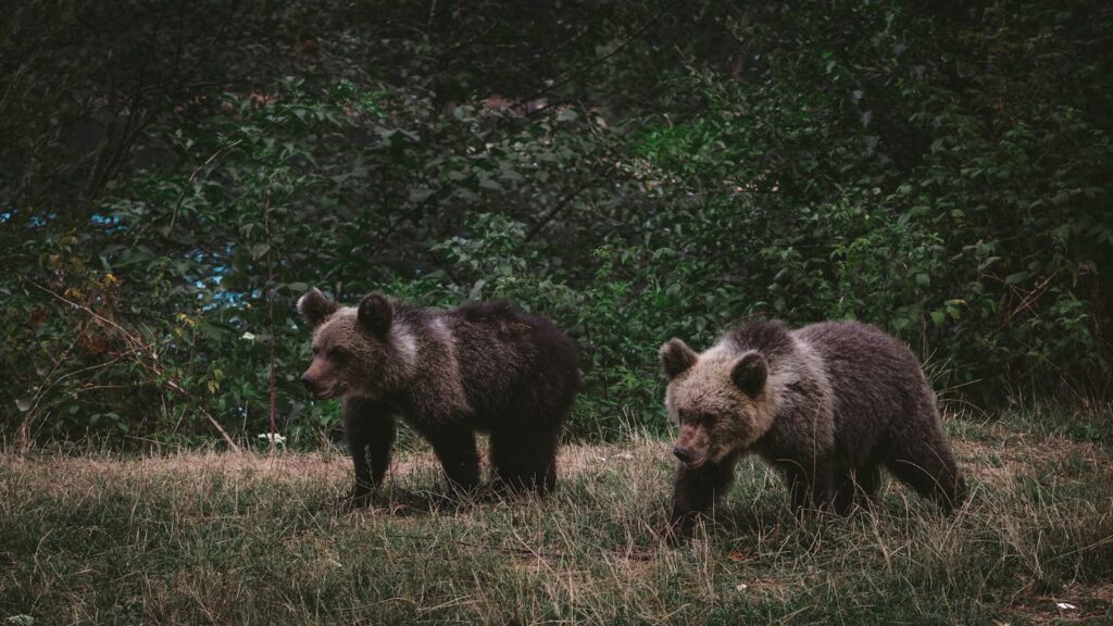 Two grizzly bears explore a dense forest, showcasing wildlife in its natural habitat.