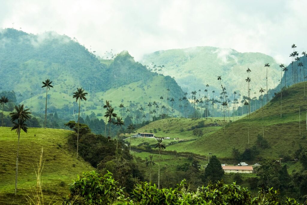 Stunning view of Valle de Cocora with towering palm trees and lush green mountains.