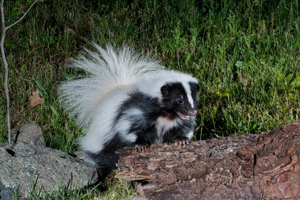 A striking skunk spotted at night in Brunswick, NY, highlighting its lush fur and natural habitat.