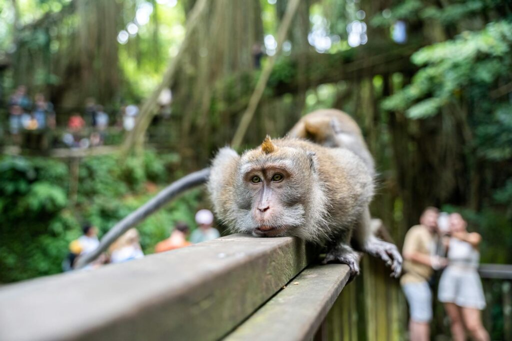 Macaque monkey lounging on a railing in a lush park, surrounded by tourists.
