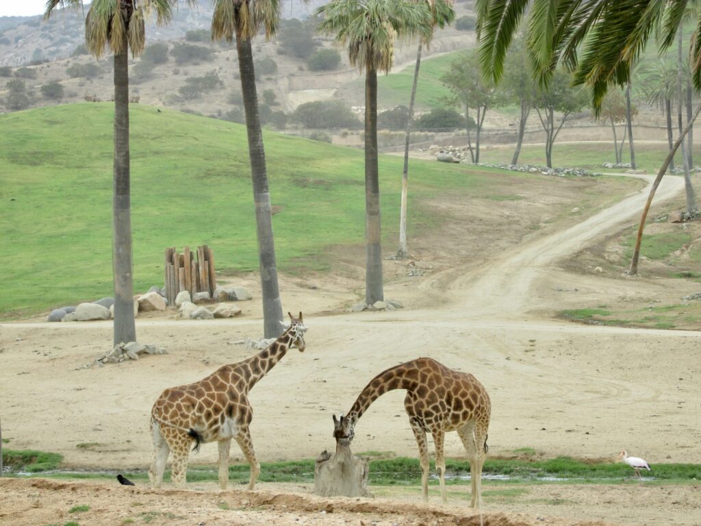 a couple of giraffe standing next to each other