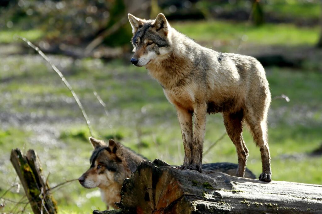 Two wolves stand elegantly on a fallen tree in a sunlit forest, showcasing wilderness beauty.