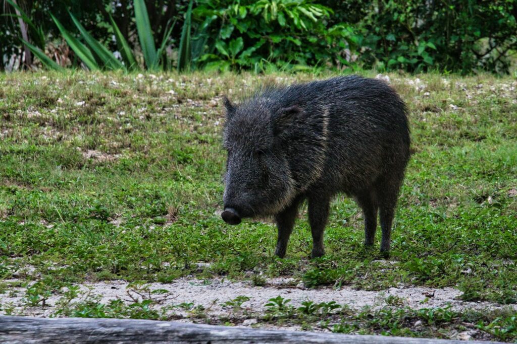 A wild peccary stands on grass in a lush outdoor setting, captured during summer.