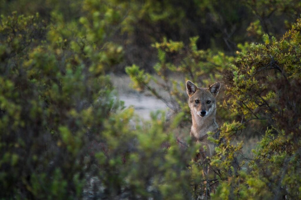 A curious coyote peering through the dense foliage of the wilderness, embodying the essence of wildlife photography.