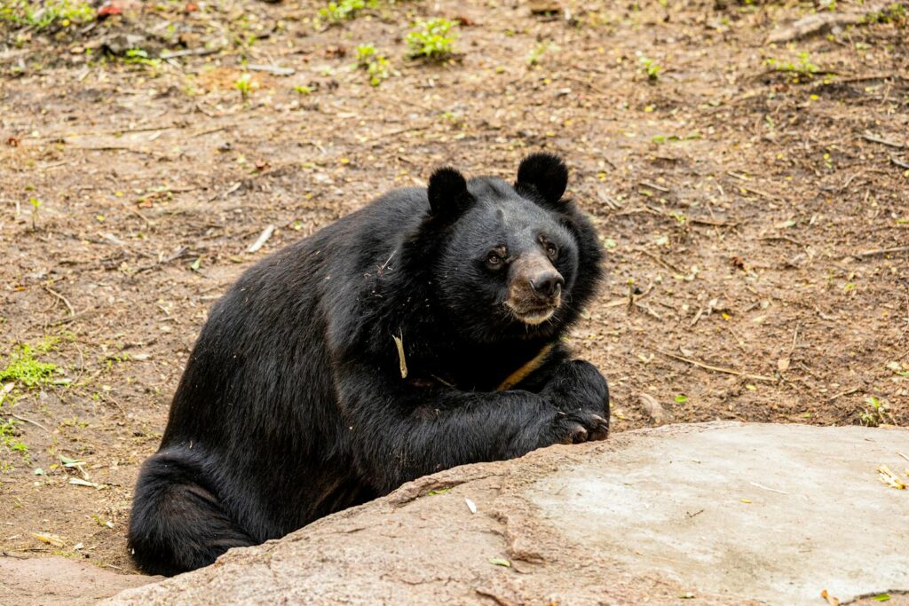 A serene black bear relaxing on the ground in a natural outdoor setting, showcasing wildlife beauty.