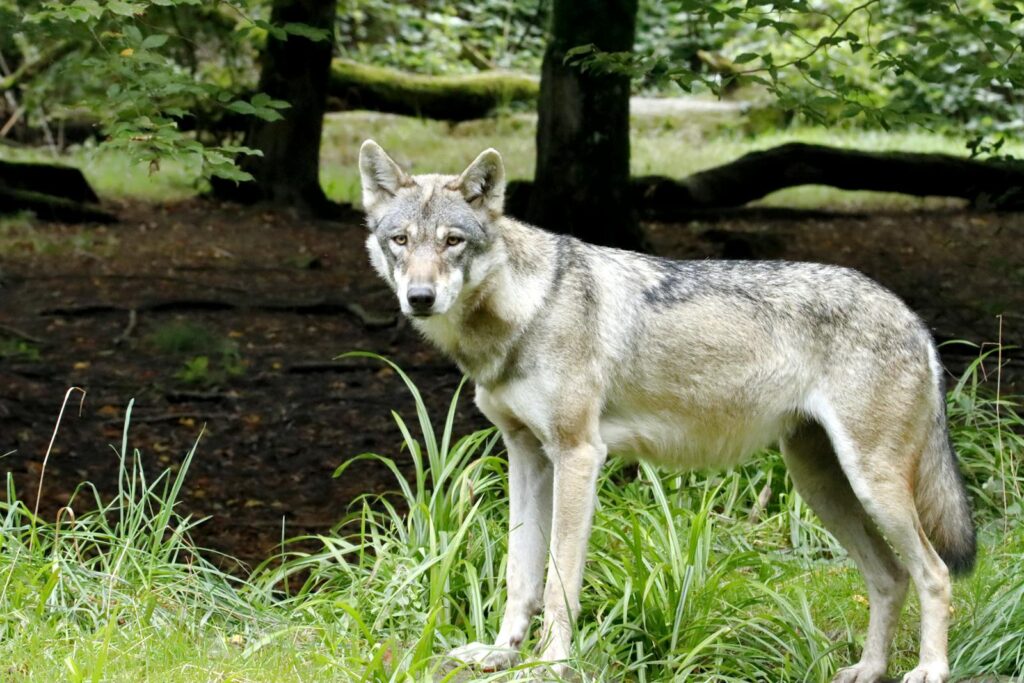 A majestic grey wolf stands in a lush forest clearing during daylight.