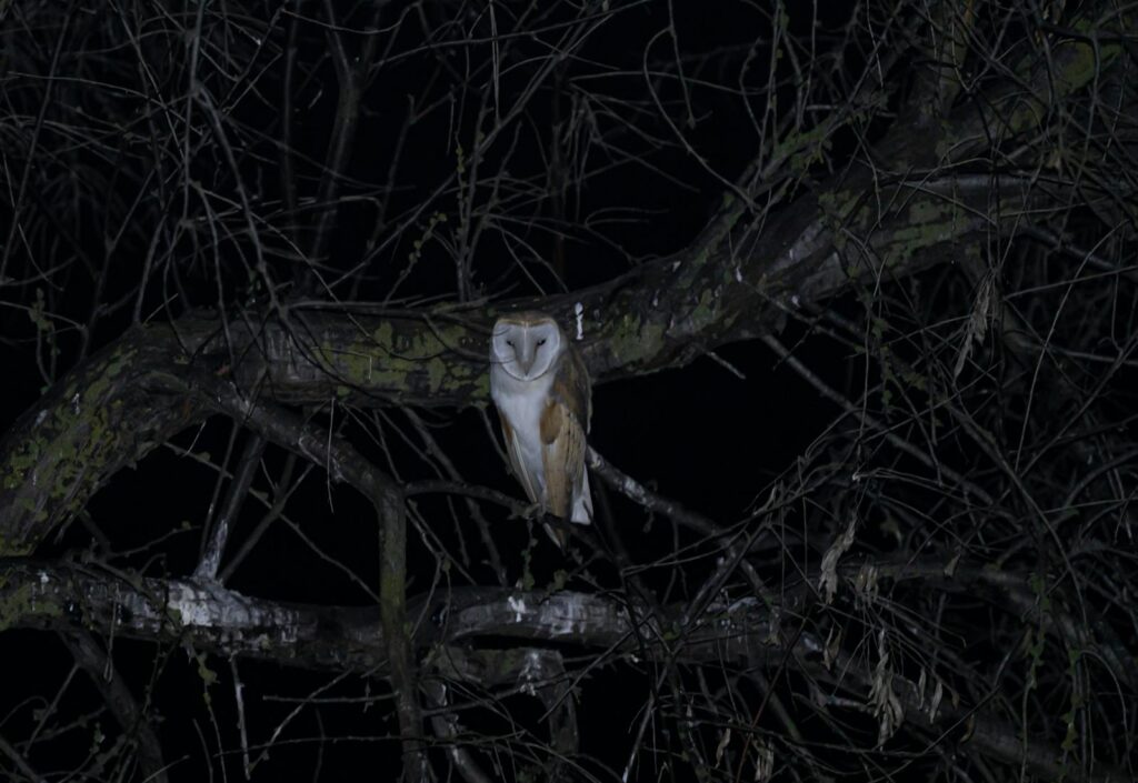 A barn owl perched on a dark, leafless tree branch under the night's cover.