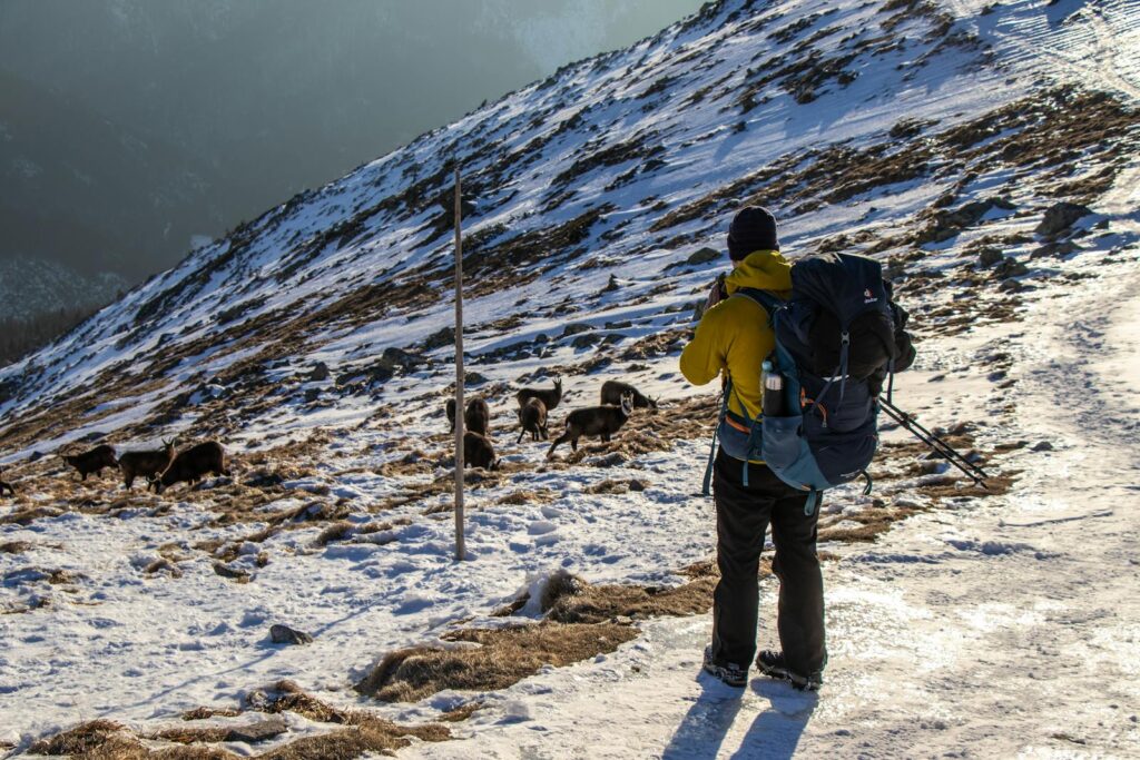 A hiker captures mountain goats on a snow-covered slope during a winter trek.