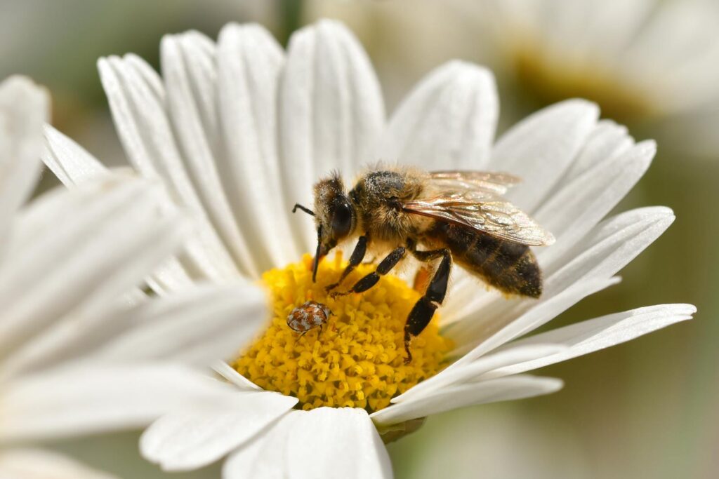 Close-up view of a honeybee collecting nectar on a daisy flower.