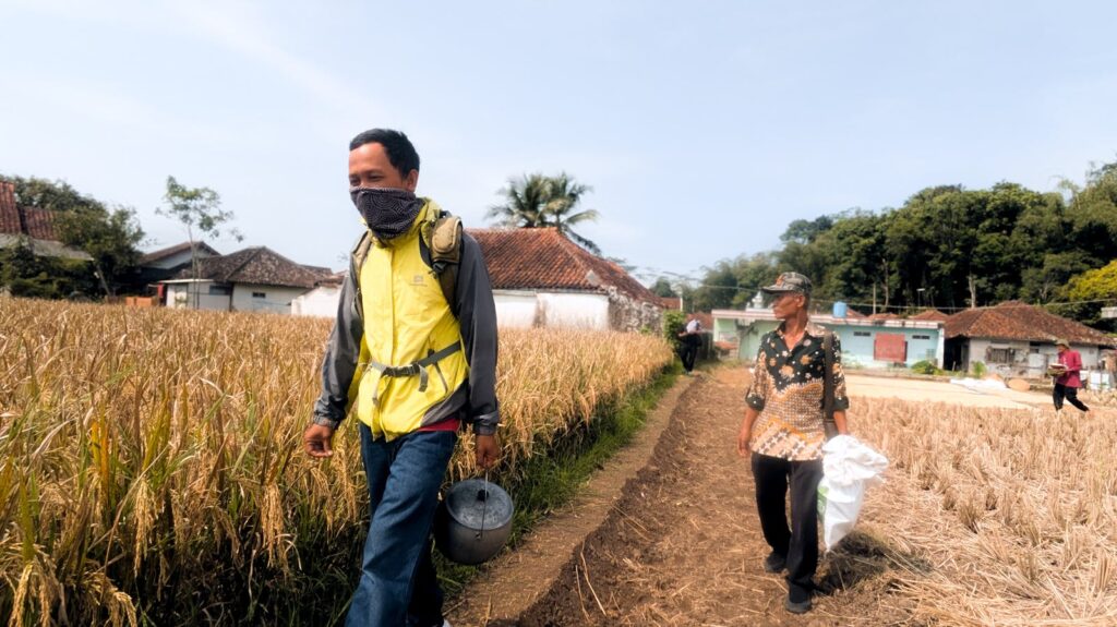 Farmers stroll through a vibrant rice field during harvest season.