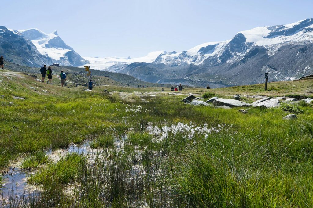 Explore the stunning landscape of the Swiss Alps near Zermatt with verdant meadows and snowy peaks.