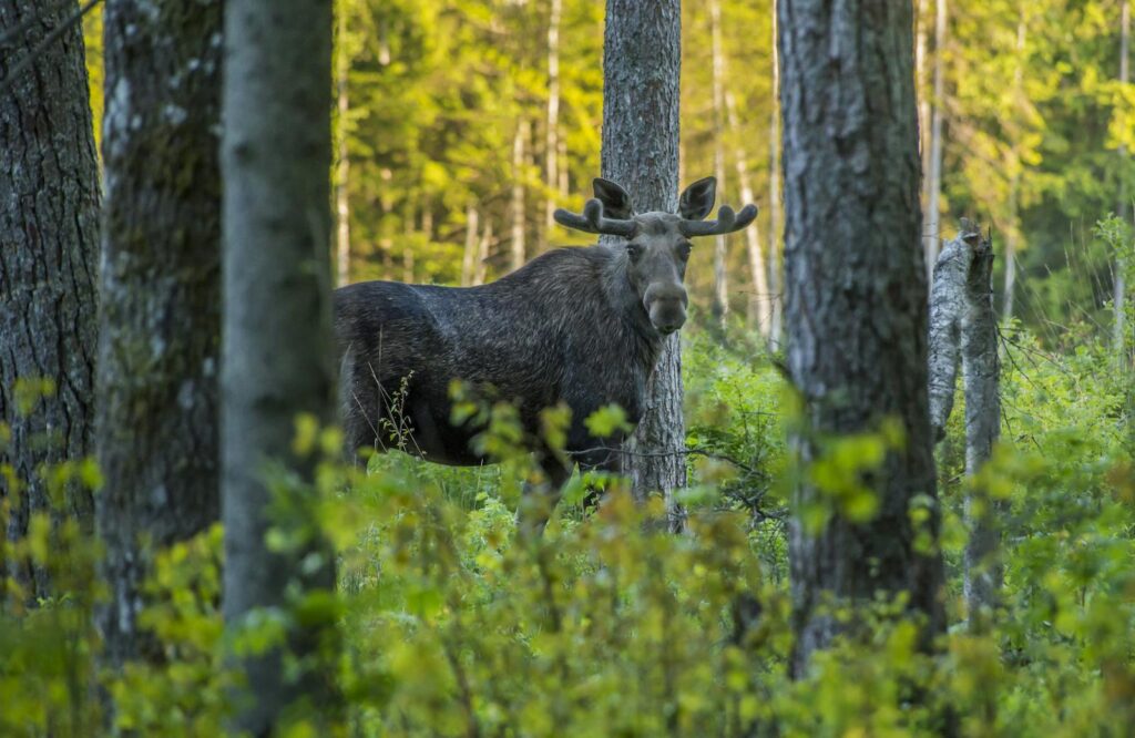 Moose standing among trees in lush Estonian forest during daylight.