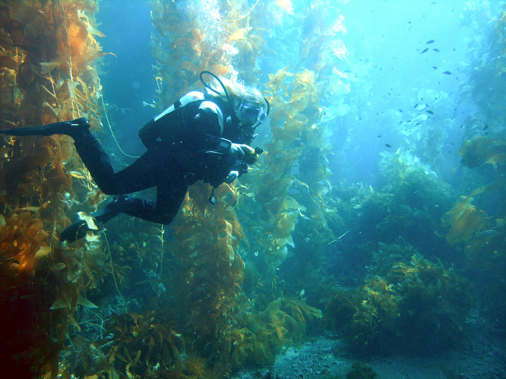 Scuba Diving California