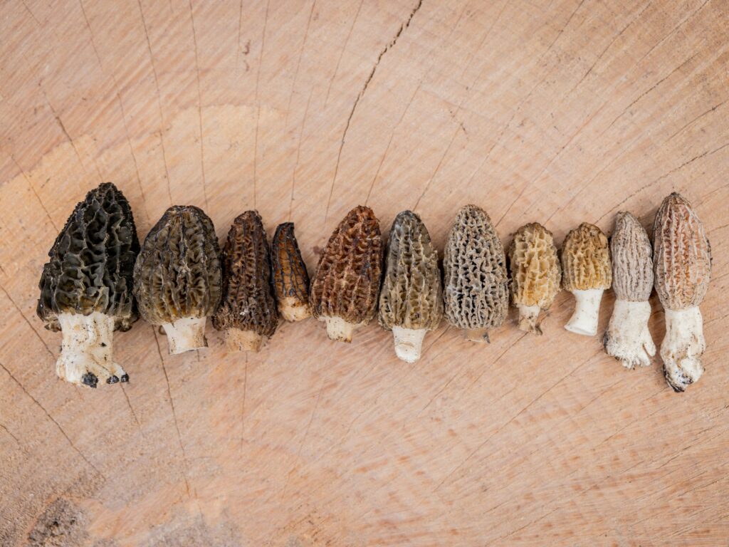 a group of mushrooms sitting on top of a wooden table