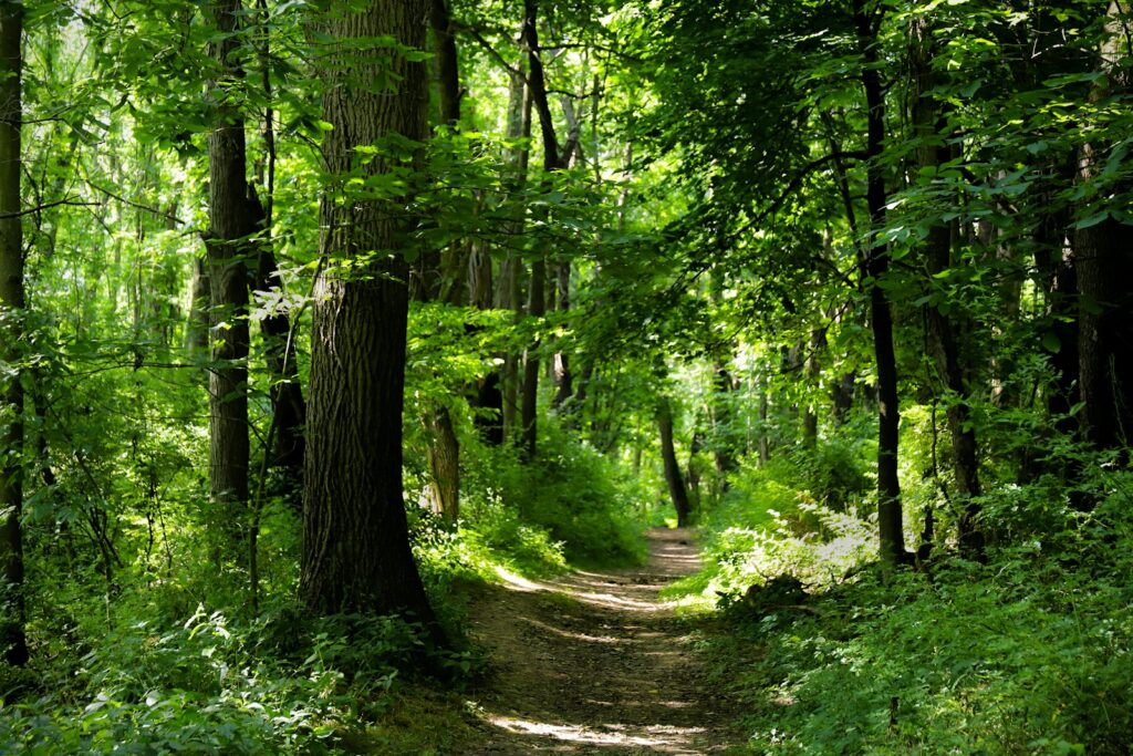 green trees and plants during daytime