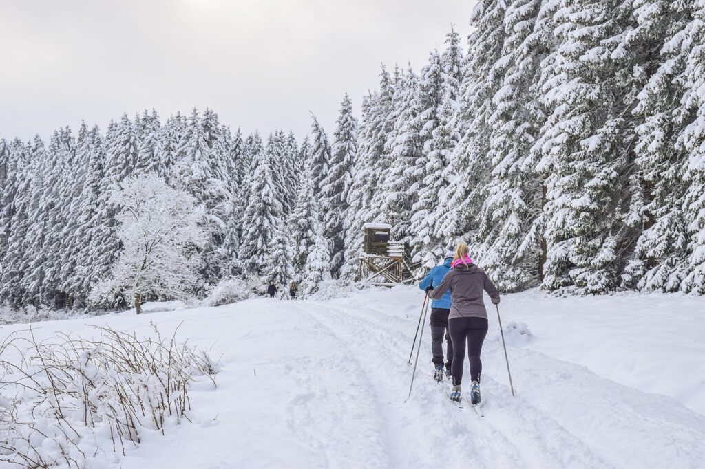 cross country skiing, skiers, ski, ski area, trees, firs, nature, sky, snow, wintry, cold, frost, winter, forest, landscape, ski, ski, ski, ski, ski