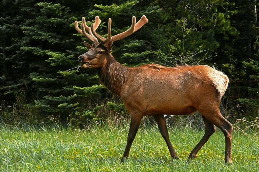 Close-up of a majestic elk with antlers in a lush forest environment, perfect for wildlife enthusiasts.