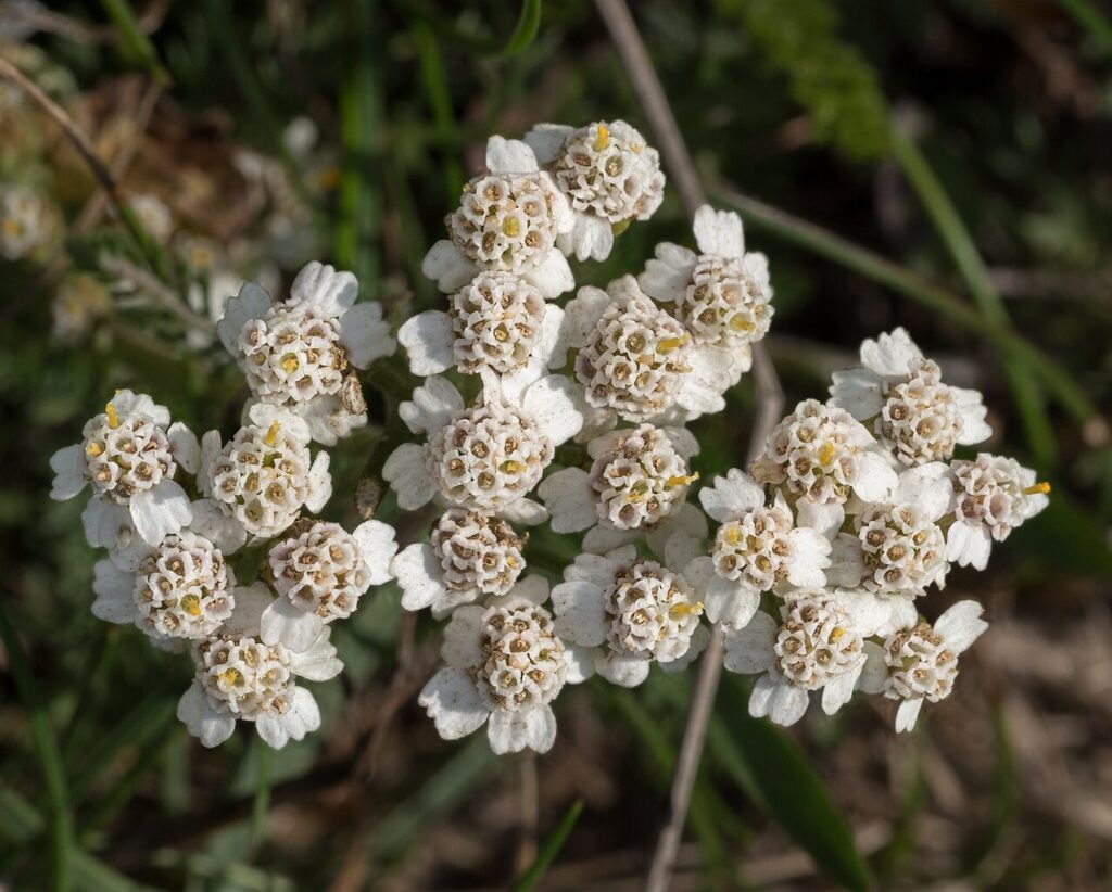 Cluster of delicate white flowers with small, round petals and yellow centers, surrounded by green grass.