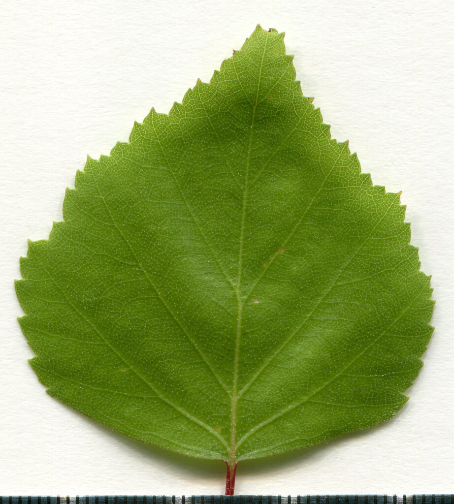 A vibrant green leaf with a jagged edge and visible veins, resting against a light background with a ruler beneath for scale.