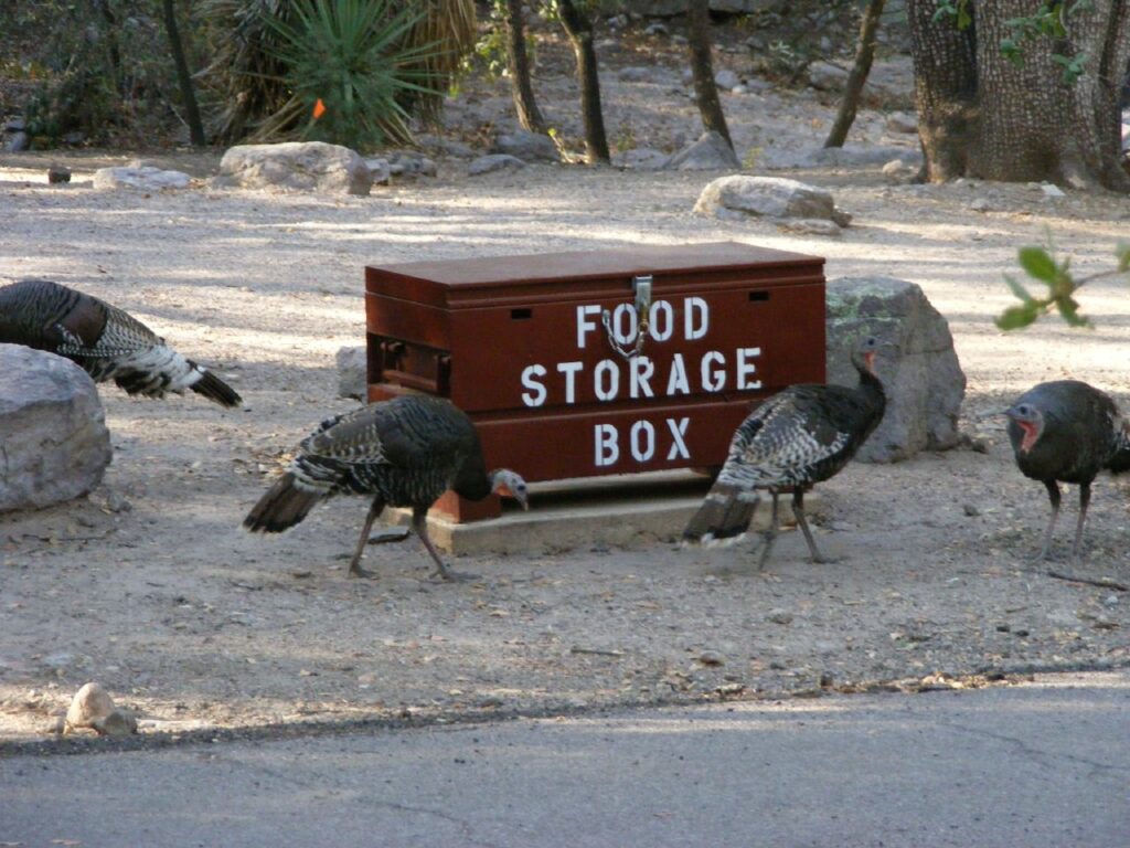 A group of turkeys forages near a red food storage box labeled "FOOD STORAGE BOX" in a natural outdoor setting.