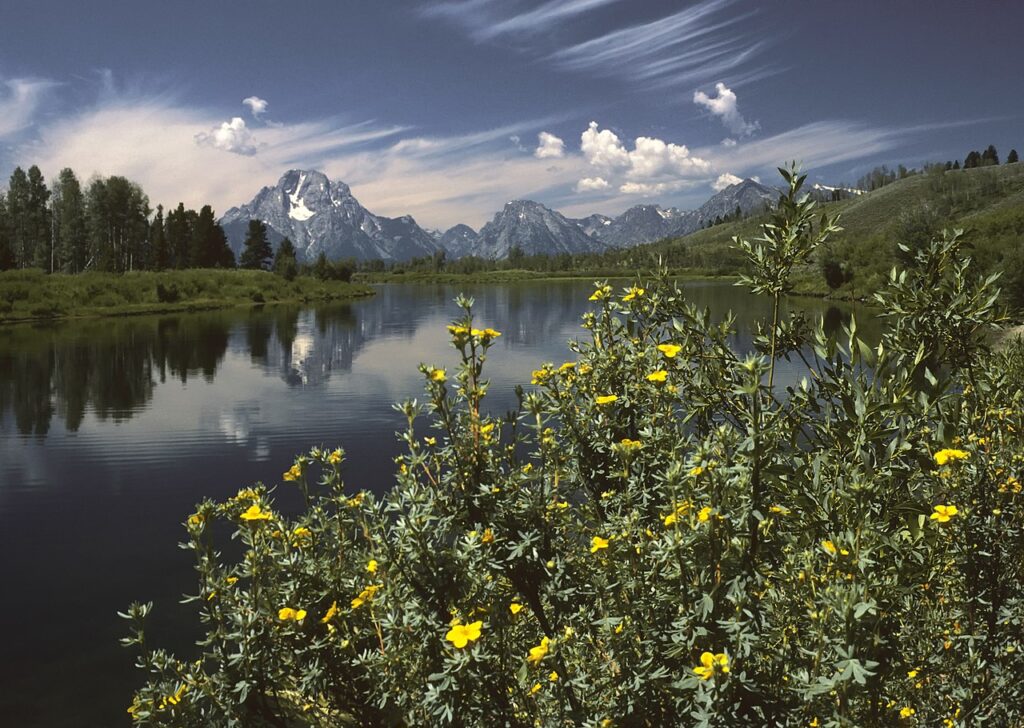 A tranquil river reflects towering mountains and clouds, surrounded by vibrant yellow wildflowers and lush greenery.