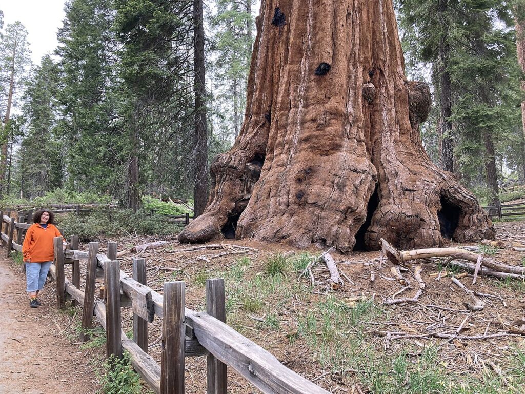 A person in an orange jacket walks along a path beside a massive, ancient tree in a lush forest setting.