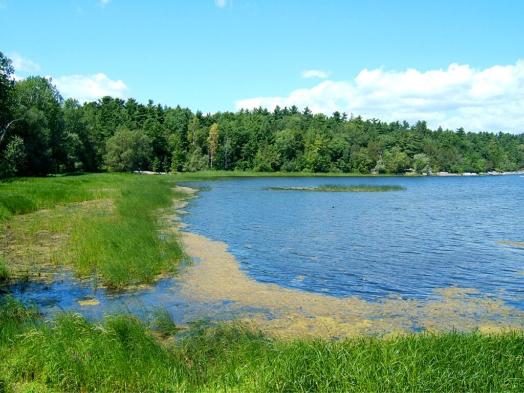 Lush green grass borders a serene blue lake, surrounded by dense trees under a bright blue sky with scattered clouds.