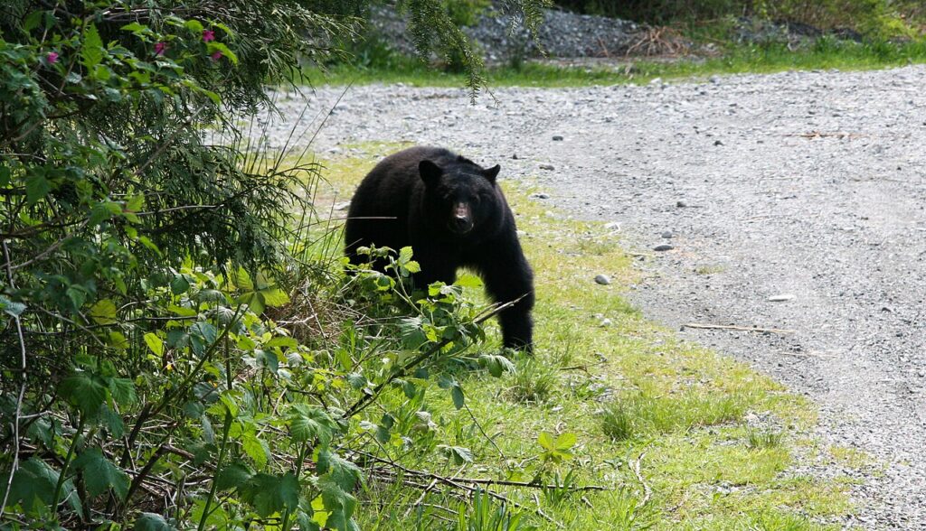 A black bear walks along a gravel path, surrounded by lush green foliage and flowers, in a natural forested environment.