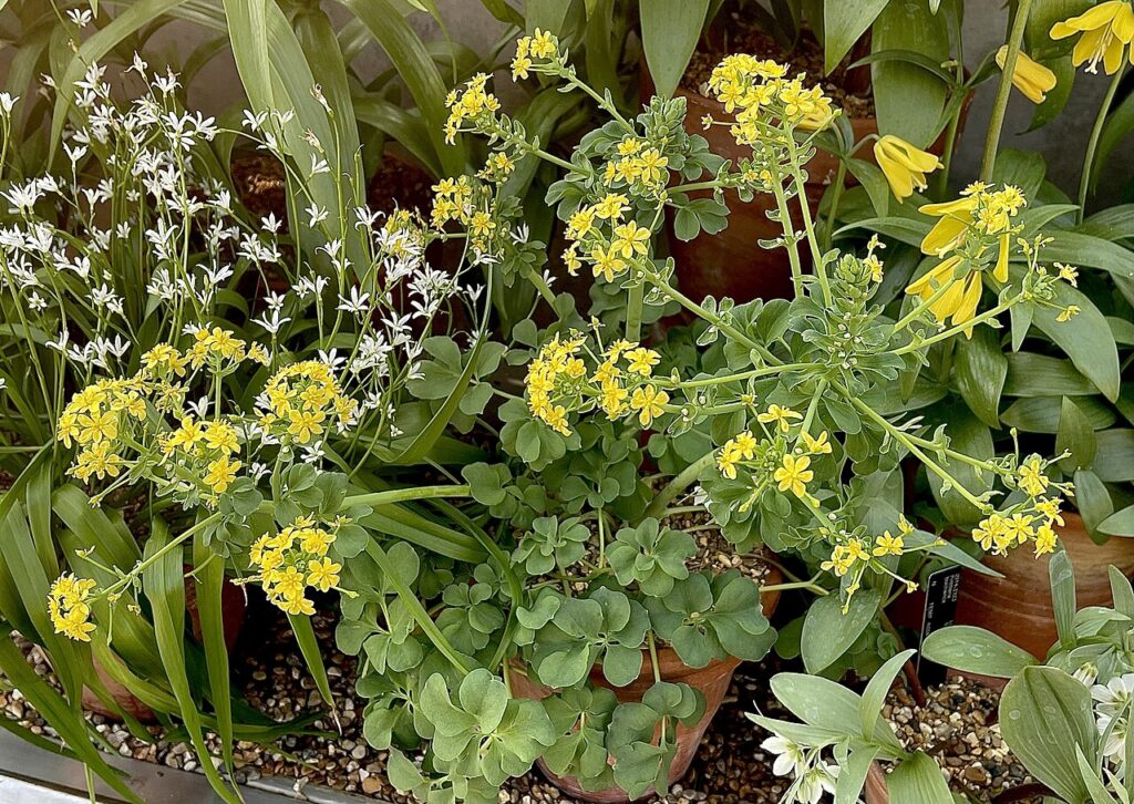 Lush greenery with vibrant yellow flowers and delicate white blossoms, surrounded by various potted plants in a garden setting.