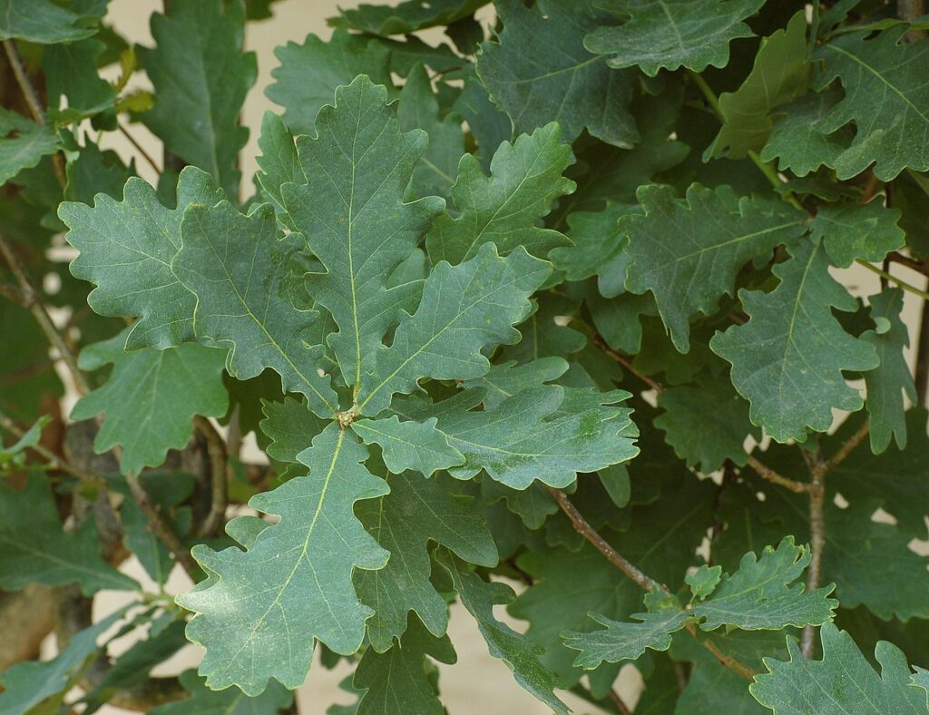 Close-up of vibrant green oak leaves, showcasing their distinct lobed edges and textured surfaces on a dense branch.