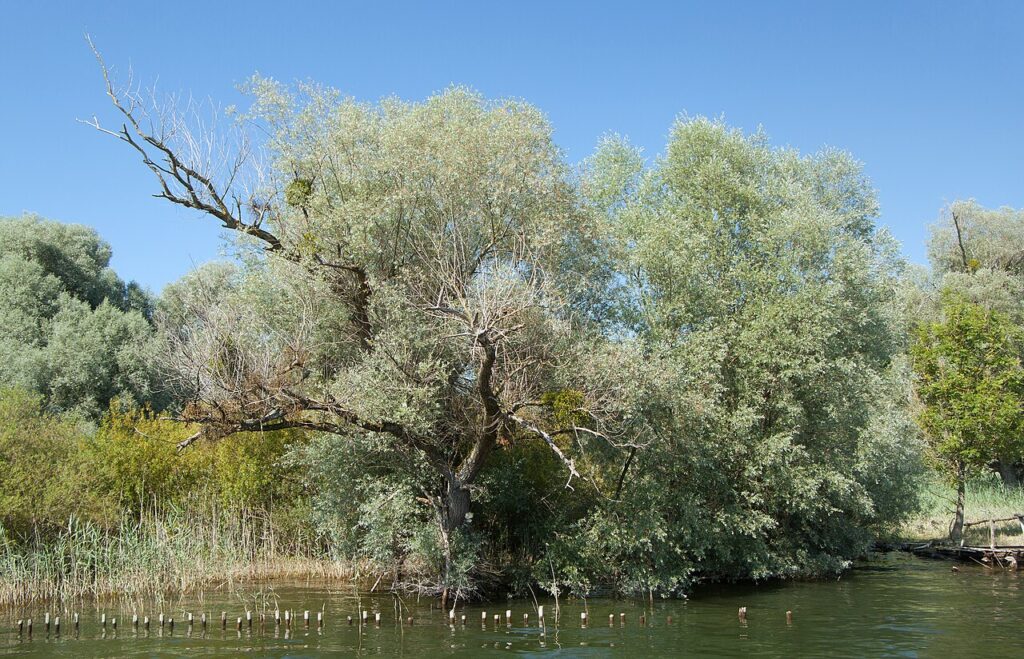A lush riverside scene featuring a large, leafy tree alongside tranquil waters and vibrant green foliage under a clear blue sky.