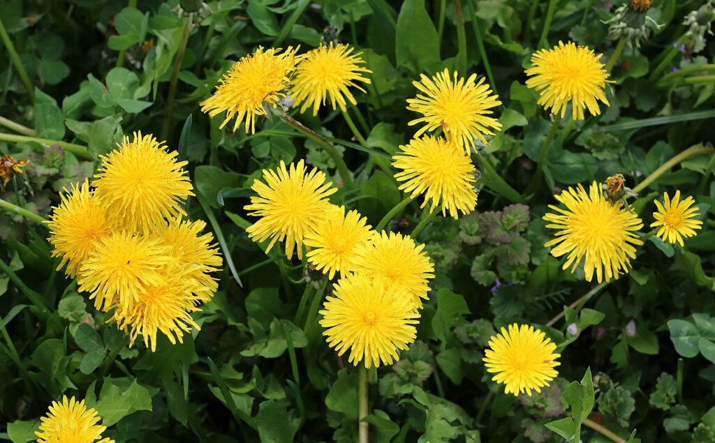 A vibrant cluster of yellow dandelions blooming among green foliage, showcasing their distinctive spiky petals and rounded forms.