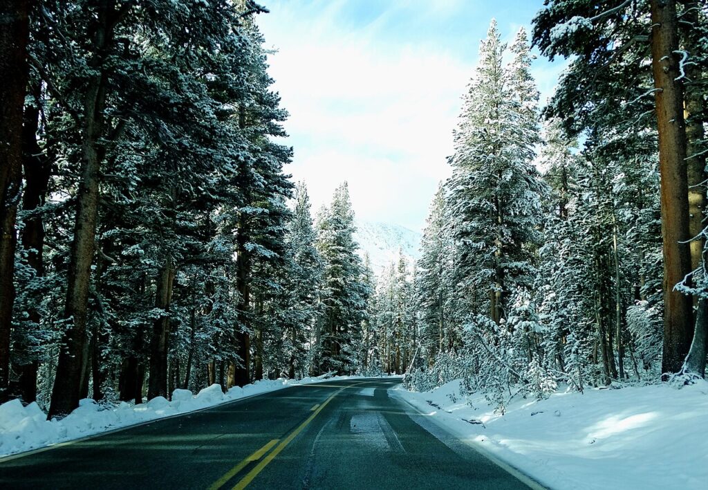 A winding road through a snowy forest, flanked by tall evergreen trees under a bright blue sky.