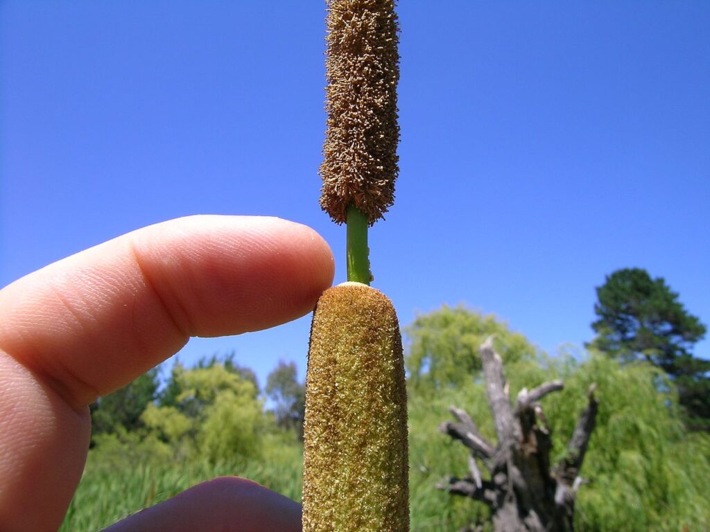 A person's finger gently touches a tall, cylindrical flower spike against a bright blue sky, surrounded by green foliage.