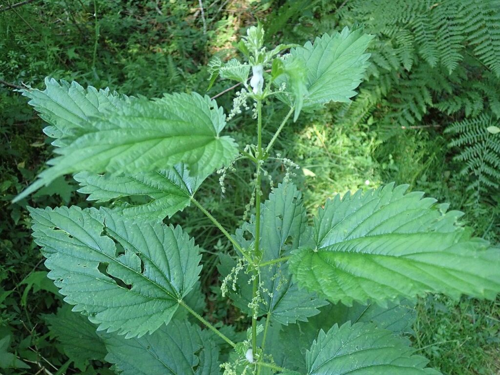 Close-up of green nettle plant leaves with jagged edges, surrounded by lush foliage in a natural setting.