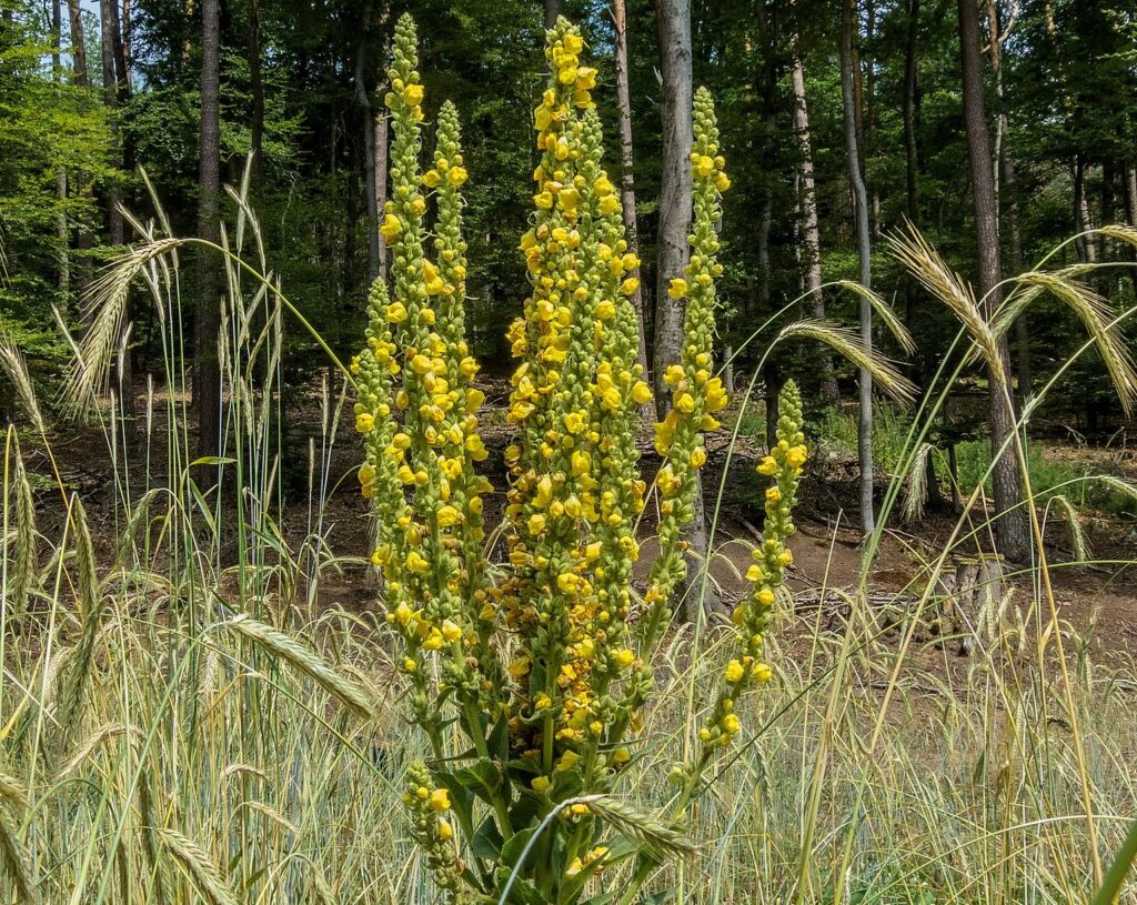A vibrant yellow flowering plant stands tall in a forest clearing, surrounded by grasses and trees, showcasing nature's beauty.