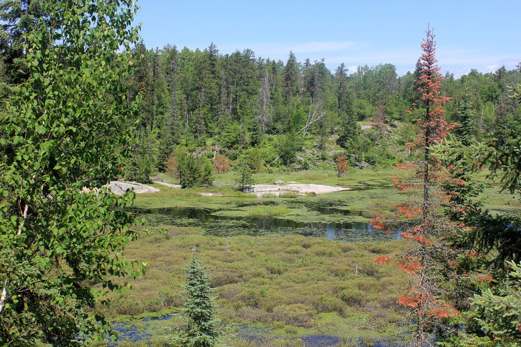 Lush green landscape with a tranquil pond surrounded by trees and shrubs under a clear blue sky.