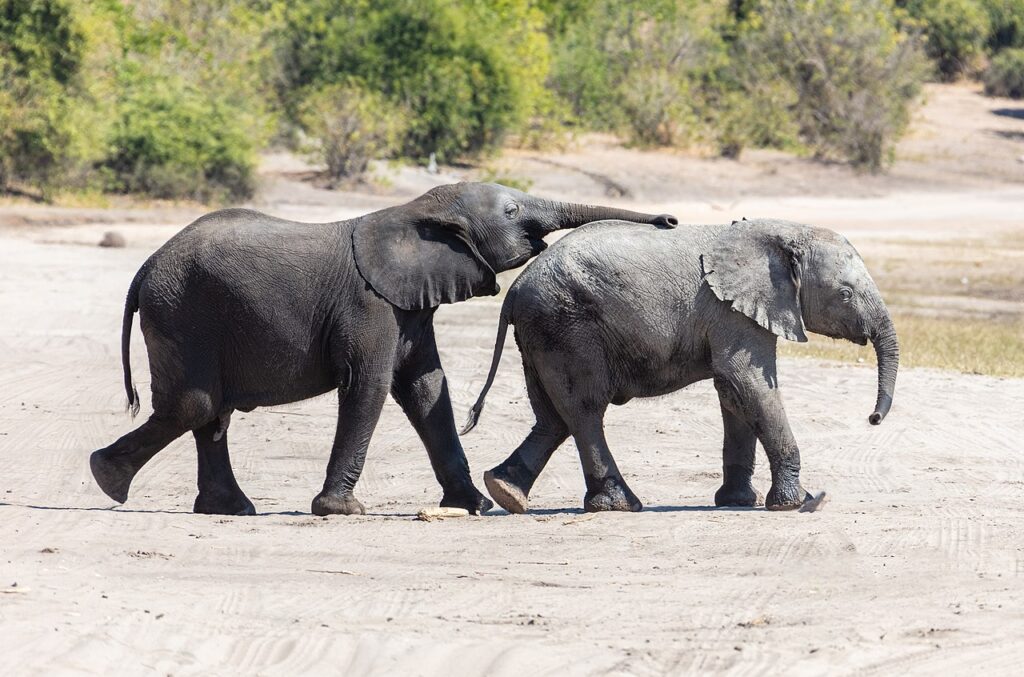 Two elephants walk side by side on a sandy path, one playfully nudging the other with its trunk against a lush green backdrop.